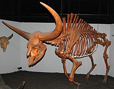 Bison latifrons fossil buffalo