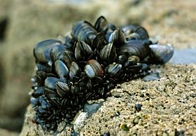 Blue mussel clump