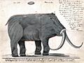Boltunov mammoth