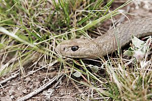 Brown snake - victoria australia