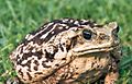 Cane-toad