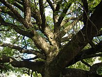 Ceiba sp branches