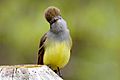 Great Crested Flycatcher nj