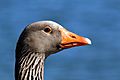 Greylag goose (Anser anser) head