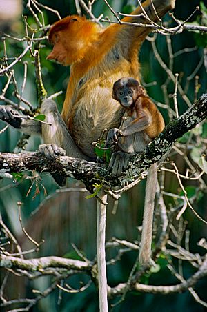 Proboscis Monkeys (Nasalis larvatus) female with young (14130225406).jpg