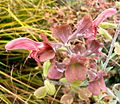 Salvia lanceolata 2