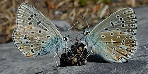 Adonis Blue butterflies
