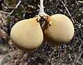 Ancylobothrys capensis, vrugte, Faerie Glen NR