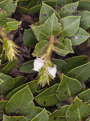 Arctostaphylos imbricata (San Bruno Mountain manzanita) (32509806381).jpg