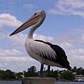Australian-Pelican-Portside-1