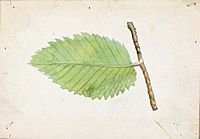 Emma Beach Thayer - Jagged Leaf Edge Caterpillar, study for book Concealing Coloration in the Animal Kingdom - 1950.2.26C - Smithsonian American Art Museum