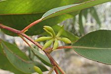 Eucalyptus patens buds