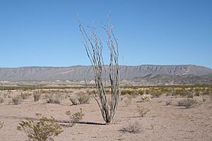 Ocotillo in the Chihuahuan Desert of the Trans-Pecos