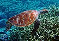 Green turtle Palmyra Atoll National Wildlife Refuge