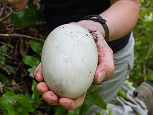 Little-spotted kiwi egg
