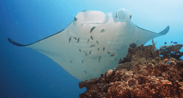 Manta alfredi at a ‘cleaning station’ - journal.pone.0046170.g002B