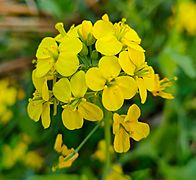 Mustard plant Flower1