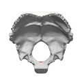 Occipital bone Basion05