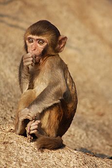 Rhesus Macaque (Macaca mulatta) (5780783616)