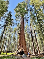 Room Tree (distance), Sequoia National Park (July 2023)