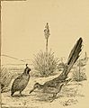 A-birding on a bronco (1896) (14563872607)