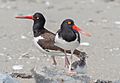 American oystercatchers at Fort Tilden (60747)