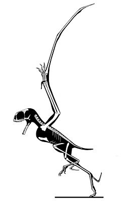 Anurognathus.jpg