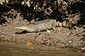 Caiman crocodilus llanos