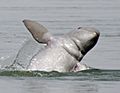 DKoehl Irrawaddi Dolphin jumping