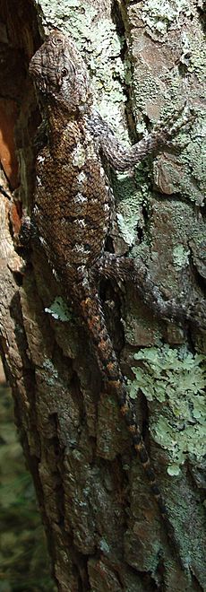Eastern Fence Lizard on Tree