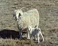 Mohair goats-nanny with newborn. - DPLA - f92a422df737028204114eb061497348