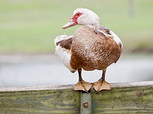 Muscovy duck Little Rock 2