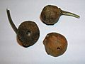 Oak marble gall sectioned