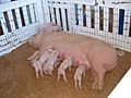 Oregon State Fair pigs