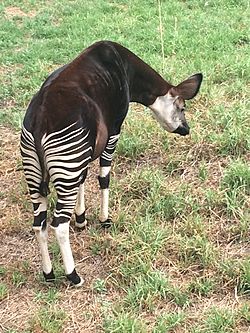 Pretoria National Zoological Gardens Okapi.jpg