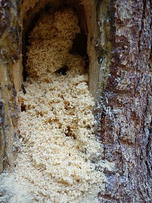 Sawdust like shavings from carpenter ants