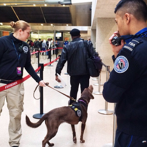 TSA Passenger Screening Canine