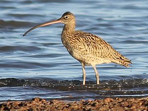 Wiki Eastern Curlew Oyster Pt Cleveland 112 edit 2 comp