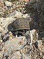 Wild desert tortoise shown in rocky habitat at or near Red Rock Canyon National Conservation Area