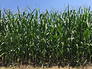 2016-07-21 12 16 29 Corn field along Virginia State Route 230 (Orange Road) just west of U.S. Route 15 (James Madison Highway) in Madison Mills, Madison County, Virginia