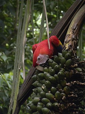 Ara macao feeding on Attalea fruits