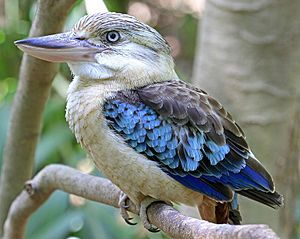 Blue Winged Kookaburra - Berry Springs - Northern Territory - Australia