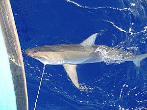 Carcharhinus galapagensis hooked