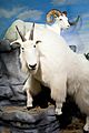 Dall sheep and mountain goat on exhibit