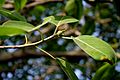 Ficus benjamina (Weeping Fig) in Hyderabad W IMG 8313