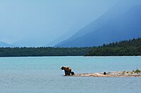 Bears at Naknek Lake
