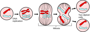 Major events in mitosis