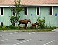 Moose and calf in Anchorage, Alaska