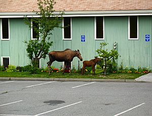 Moose and calf in Anchorage, Alaska