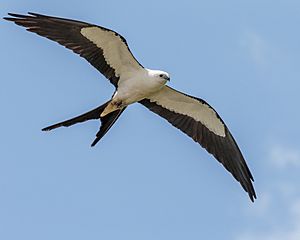 Swallow-tailed Kite (34163638494).jpg